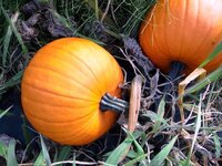 ハロウィンパンプキンの収穫時期今年 子供の学校行事のためハロウィン Yahoo 知恵袋