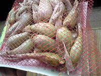 今年収穫したらつきょうを来年種に出来ますか 出来るとすれば Yahoo 知恵袋