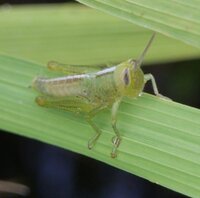 バッタの幼体です 種類を教えて下さい 自分で調べても なんだかどれもこれもそ Yahoo 知恵袋