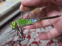 写真のトンボは何トンボですか 夜窓辺でバタバタしていました Yahoo 知恵袋