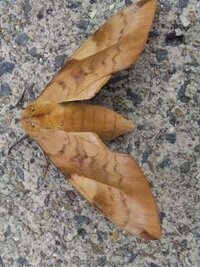 オリーブの花粉はひどいそうですが どのくらいの範囲まで花粉は落ちる Yahoo 知恵袋