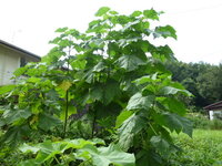 雑草の中 大きく育っている雑木 草 があります 何という木でしょうか 詳しい Yahoo 知恵袋