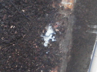 カブトムシの産卵木に 謎の白い物が付いています これって カビです Yahoo 知恵袋