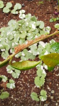 スタージャスミンの茎に クリーム色の虫の卵のようなものがびっしりついています Yahoo 知恵袋