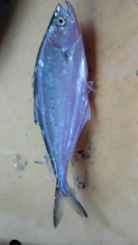 釣って食った魚がまずかった 先日 たまたまやったショアジギングで30cm Yahoo 知恵袋