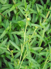 食虫植物の花言葉 突然ですが今食虫植物にはなまってます食虫植物 には Yahoo 知恵袋