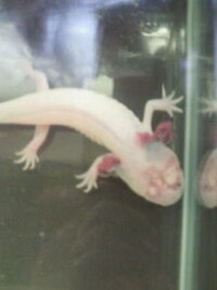 大至急です ウーパールーパーを飼っているんですが 前から頭に傷があり水替え Yahoo 知恵袋