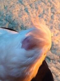 オカメインコの名前つけてください オカメインコを買ったのですが Yahoo 知恵袋