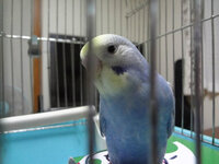 セキセイインコの中雛を飼い始めて2日です あまり調子がよさそうじゃありません Yahoo 知恵袋