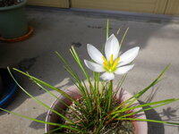 余ったアサツキ 浅葱 を鉢植えにしていたら花が咲いたのですが この花 明 Yahoo 知恵袋