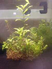 アナカリスは 水に浮かべておくだけで大丈夫ですか アナカリスはマツモのように水 Yahoo 知恵袋