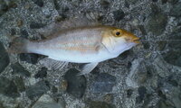 この魚の名前を教えて下さい また食べれる魚ですか フエフキダイ科に間違 Yahoo 知恵袋