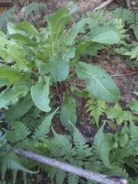 この臭い雑草の名前を教えてください 急ぎでお願いします ヤブガラ Yahoo 知恵袋