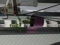 車のマフラー横などぬいぐるみのぶら下げについて ふと疑問に思ったの Yahoo 知恵袋