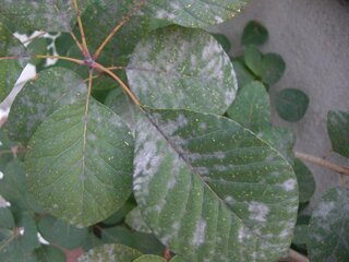 葉っぱが白くなっています 病気ですか スモークツリーの葉です 普段 Yahoo 知恵袋