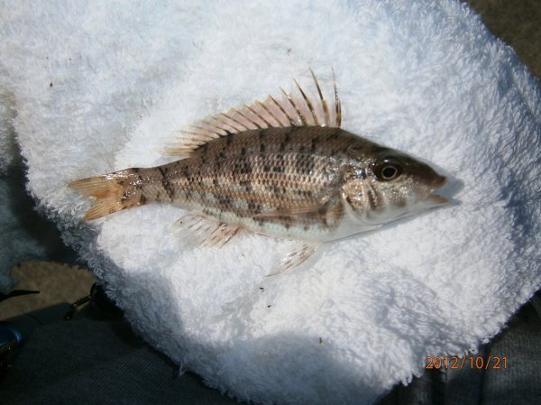 この魚の名前を教えてください。web魚図鑑でも探しきれませんでした 