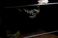 爬虫類のレイアウトで下の写真のように流木をつるすのってどうやてすればいいんで Yahoo 知恵袋