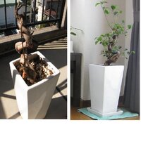 観葉植物の土に小さい白い虫がいます 水をあげると動いて ウヨウヨいます Yahoo 知恵袋