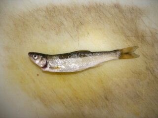 この魚の名前を教えてください 今日 木曽川 立田大橋付近 で釣れました Yahoo 知恵袋