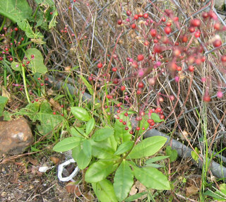 この雑草は何という名称でしょうか 細くまっすぐ伸びる赤い茎に１ ２mmの赤い Yahoo 知恵袋