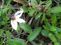 今日 畑の脇の雑草の中に小さい白い花を見つけました 本当に小さい花 Yahoo 知恵袋