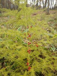 夏からずっと生えていました このアスパラみたいな植物は 秋になって赤い実がつ Yahoo 知恵袋