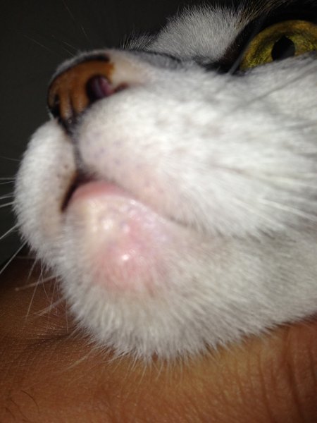 うちの猫の下あごの先端部分（薄ピンクの部分）にできもののようなもの 