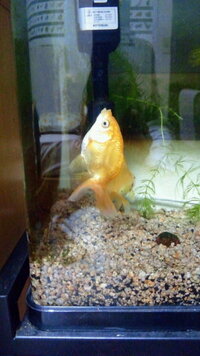 立っている金魚って病気ですか 2歳になる土佐金ですが 時々 写真の Yahoo 知恵袋