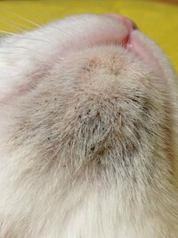 猫の顎の毛がはげて黒い粉のようなものがたくさんあります これは何でしょ Yahoo 知恵袋