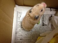 どうしてネズミは嫌われるのにハムスターはかわいがられるのですか 俺に Yahoo 知恵袋