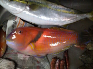 添付写真の魚 赤い魚 の種類が何だか知りたいです 鯛系だとは思うの Yahoo 知恵袋