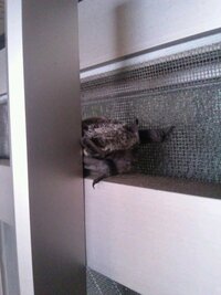 2 3日前からコウモリが家で冬眠 してます 風に吹きっさらしになっ Yahoo 知恵袋