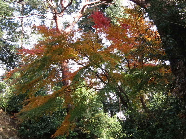 紅葉のシーズンに何時も思いますモミジの色が同じ木で赤黄色オレンジ緑