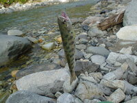 千葉県にはヤマメなどの渓流魚は生息していませんよね 千葉 Yahoo 知恵袋