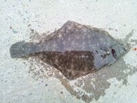 魚の種類 カレイの種類について こいつは何カレイ マコガレイ マ Yahoo 知恵袋