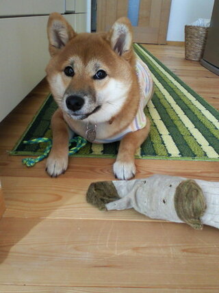 仔犬から成犬になったら性格は変わりますか ふとした疑問です 性格が変わ Yahoo 知恵袋