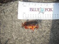 この魚 名前は オコゼですか カサゴですか それとも他の魚ですか 素人 Yahoo 知恵袋
