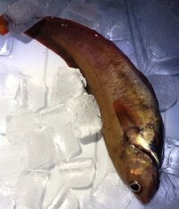 魚の種類についての質問です 写真は今日 那珂湊で釣った魚です ドンコ エゾイ Yahoo 知恵袋