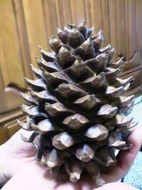 この松ぼっくりの木の種類を教えて下さい 大きな松ぼっくりで 握ると Yahoo 知恵袋