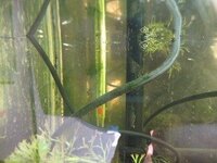 グッピーの赤ちゃんが生まれました 育て方のアドバイスを教えてください Yahoo 知恵袋