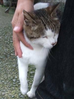 飼い猫は好き でも野良猫は嫌い そんな人いるのかな この野良猫 人懐っこいです Yahoo 知恵袋