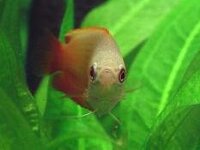 仕草の可愛い熱帯魚と言ったら 皆さんは何でしょうか また グラミーの Yahoo 知恵袋