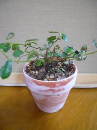 ガジュマルの樹 部屋にガジュマルの樹をおくようになってから Yahoo 知恵袋