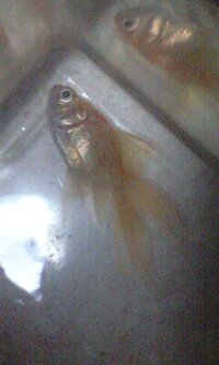 助けて下さい 飼っている金魚がほぼ死にかけ状態で困っています 今年に入っても Yahoo 知恵袋