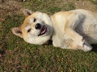 犬種の中で一番柴犬が好きな人いますか 柴犬好きです 可愛いです Yahoo 知恵袋