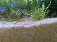 昨日ミナミヌマエビ 10を入れたのですが 全員せわしなく泳ぎ回って Yahoo 知恵袋