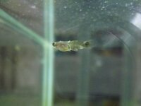 約3週間前にグッピーの稚魚が ２０匹程産まれました ですが今 水カビ Yahoo 知恵袋