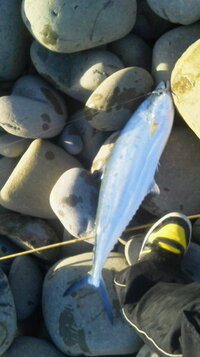 釣って食った魚がまずかった 先日 たまたまやったショアジギングで30cm Yahoo 知恵袋