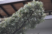 庭木でイヌマキとラカンマキの違いは何ですか 一番の違いは葉です イヌマ Yahoo 知恵袋