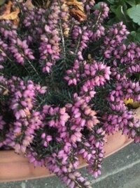 この植木鉢の植物の名前を教えて下さい 針葉樹の様な葉と ピンク色の粒みた Yahoo 知恵袋